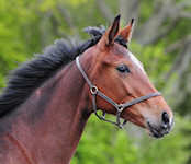 Floriata : Floriscount x Royal Angelo x Weltmeyer 2011 Bay filly